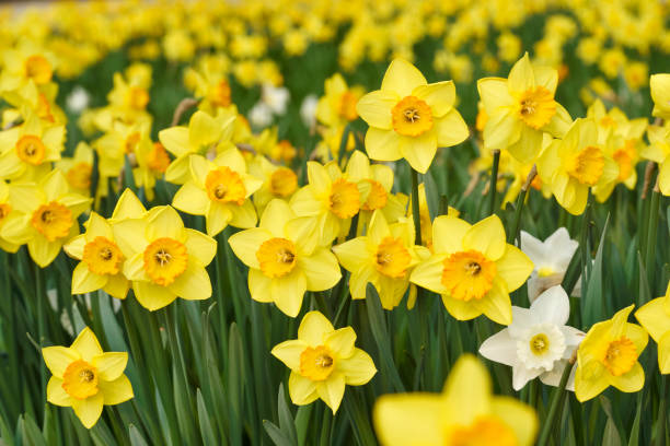 daffodils